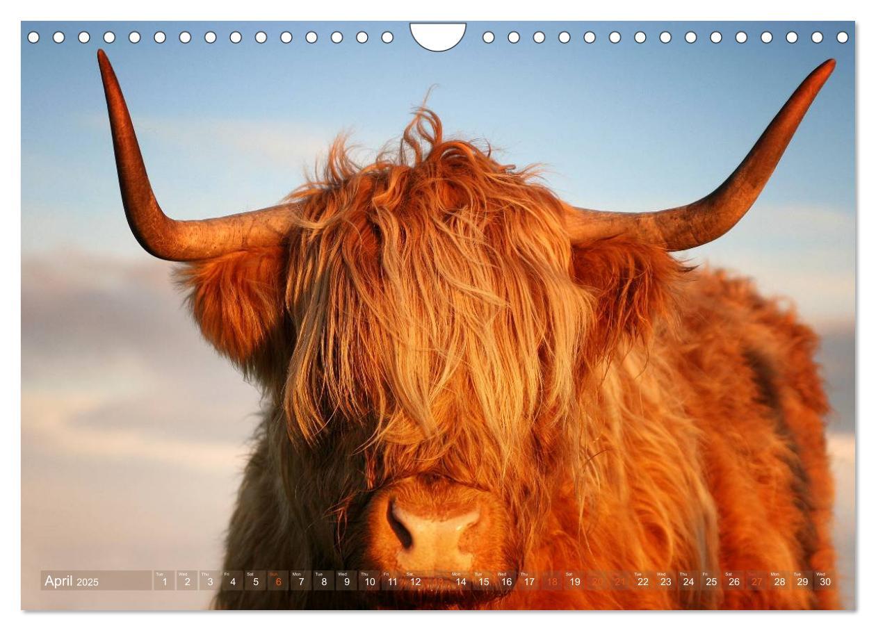 Bild: 9781325994274 | Highland Cattle - Native Breed of Scotland (Wall Calendar 2025 DIN...