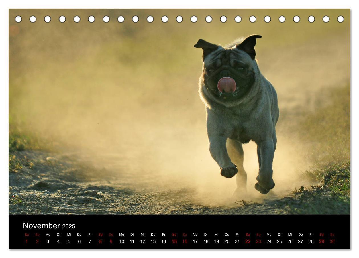 Bild: 9783435381869 | Alles Mops-Kalender 2025 (Tischkalender 2025 DIN A5 quer), CALVENDO...