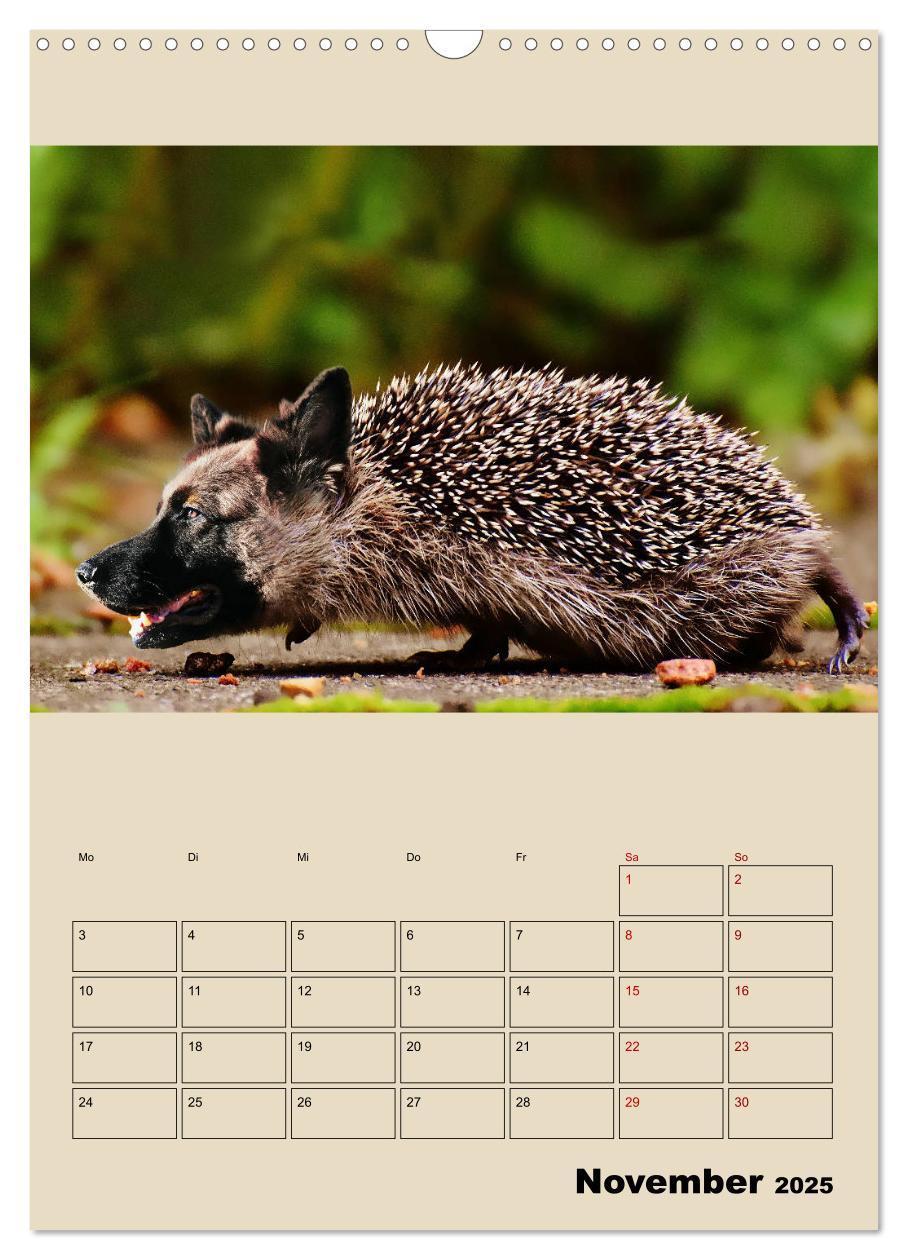 Bild: 9783435979189 | Seltsame Tiere - da stimmt doch was nicht... (Wandkalender 2025 DIN...