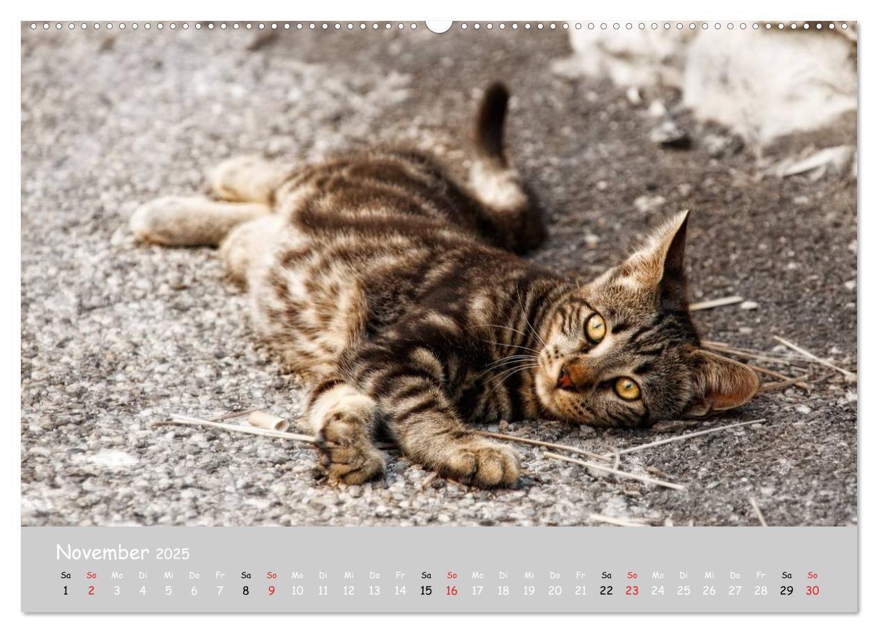 Bild: 9783435787333 | Katzen des Südens (Wandkalender 2025 DIN A2 quer), CALVENDO...