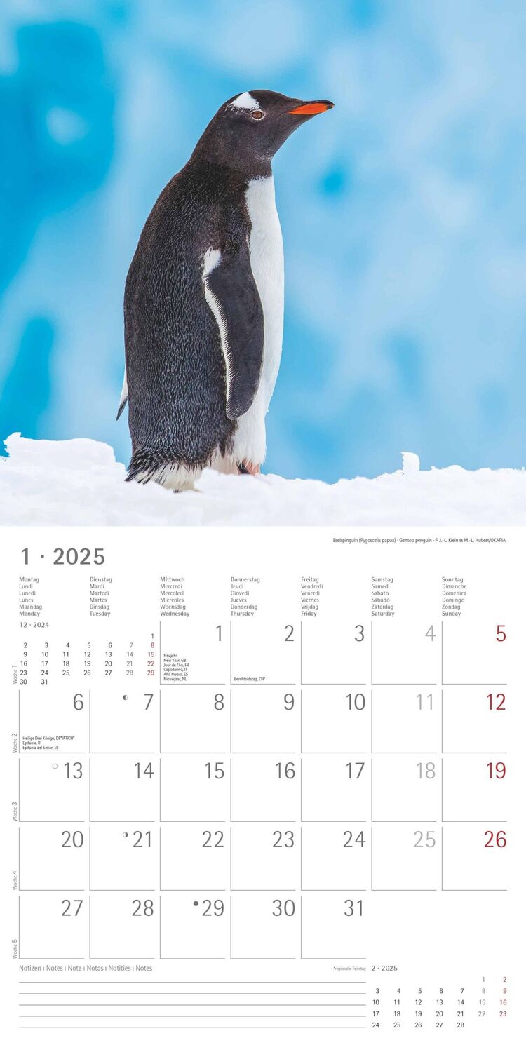 Bild: 4251732343101 | Pinguine 2025 - Broschürenkalender 30x30 cm (30x60 geöffnet) -...