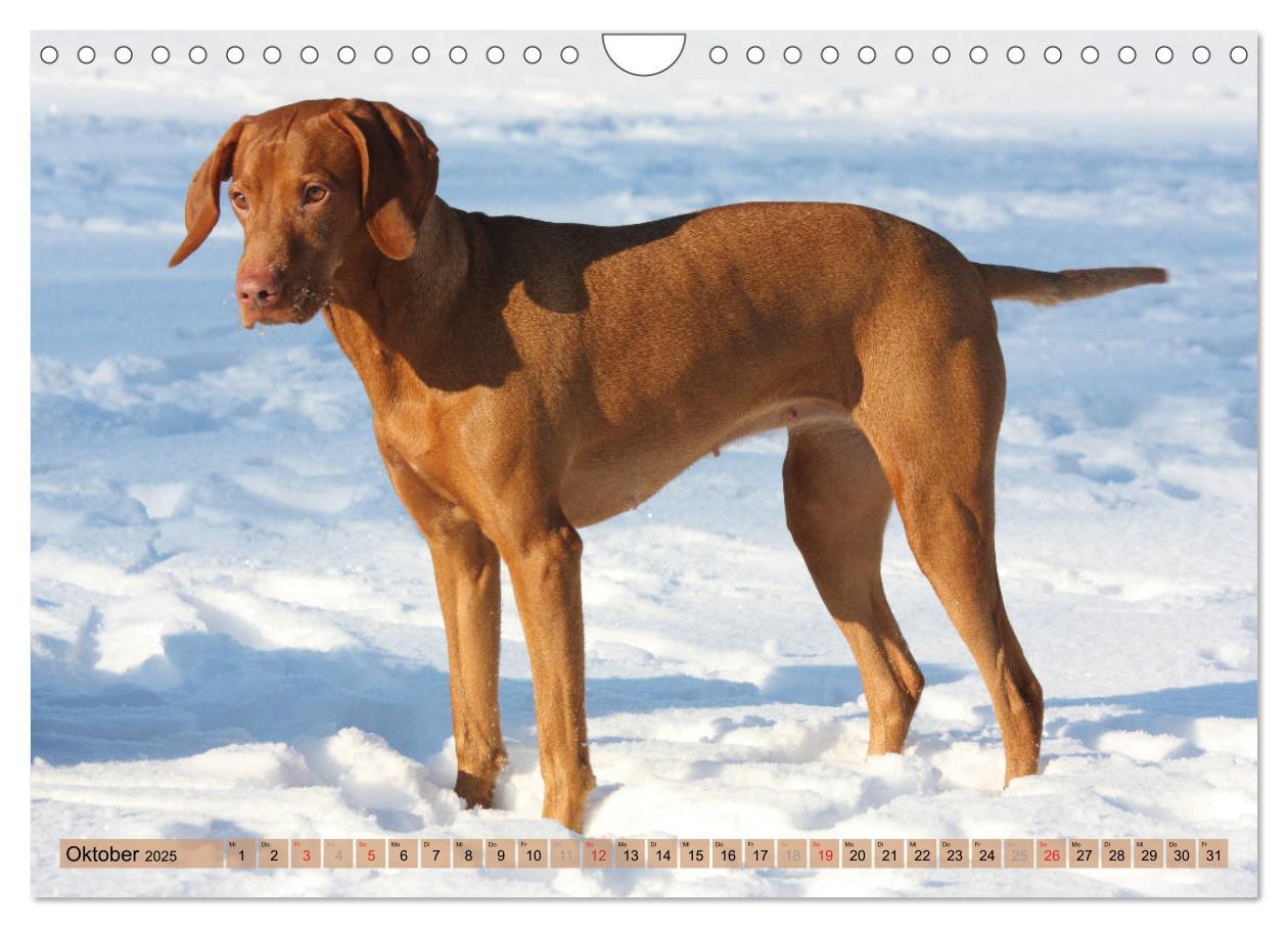 Bild: 9783435794867 | Magyar Vizsla - Vielseitiger Jagdhund mit Familienanschluss...