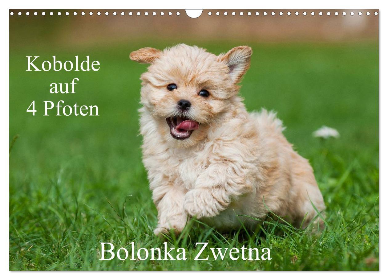 Cover: 9783435577330 | Kobolde auf 4 Pfoten - Bolonka Zwetna (Wandkalender 2025 DIN A3...