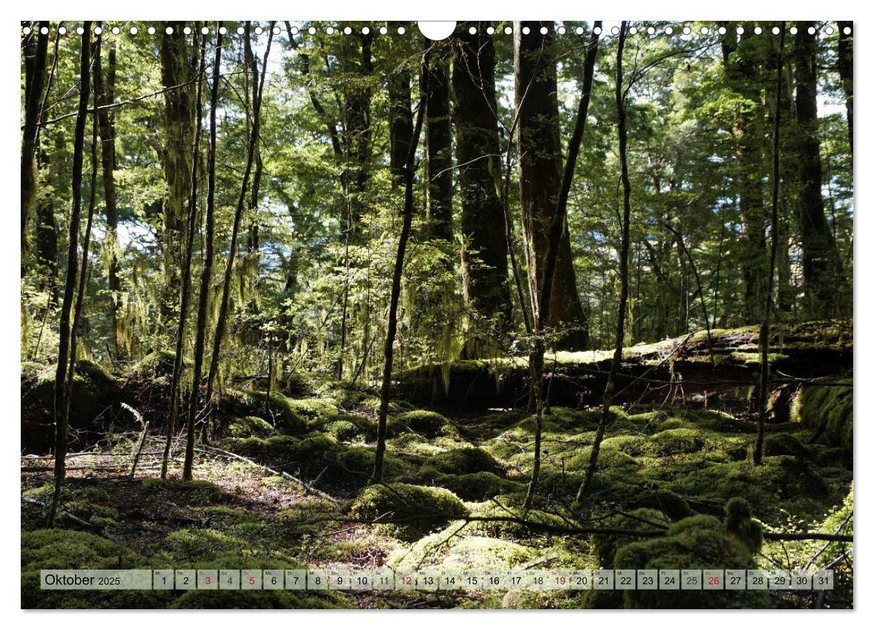 Bild: 9783435622603 | Primärwald - Neuseeland (Wandkalender 2025 DIN A3 quer), CALVENDO...