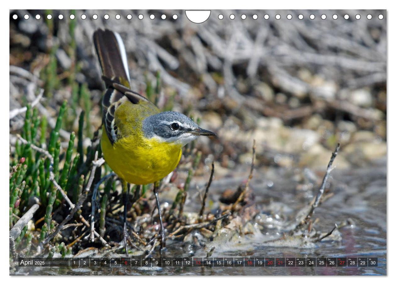 Bild: 9783435193264 | Heimische Singvögel in Feld und Flur (Wandkalender 2025 DIN A4...