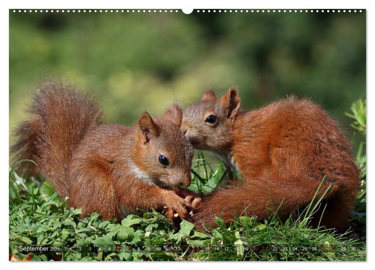 Bild: 9783435344963 | Eichhörnchen Luna und ihre Kinder (Wandkalender 2025 DIN A2 quer),...