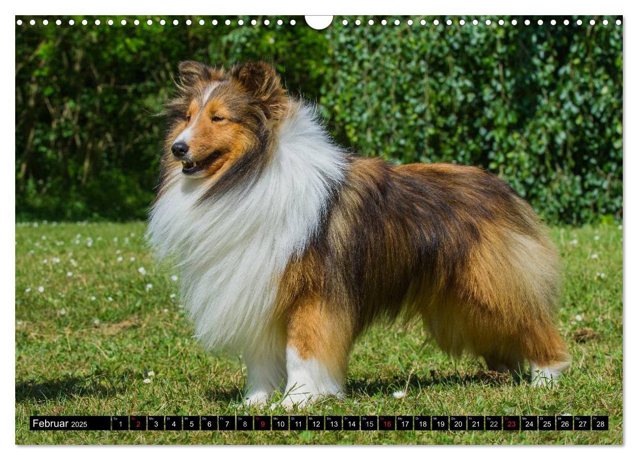 Bild: 9783435569564 | Traumhund Sheltie (Wandkalender 2025 DIN A3 quer), CALVENDO...