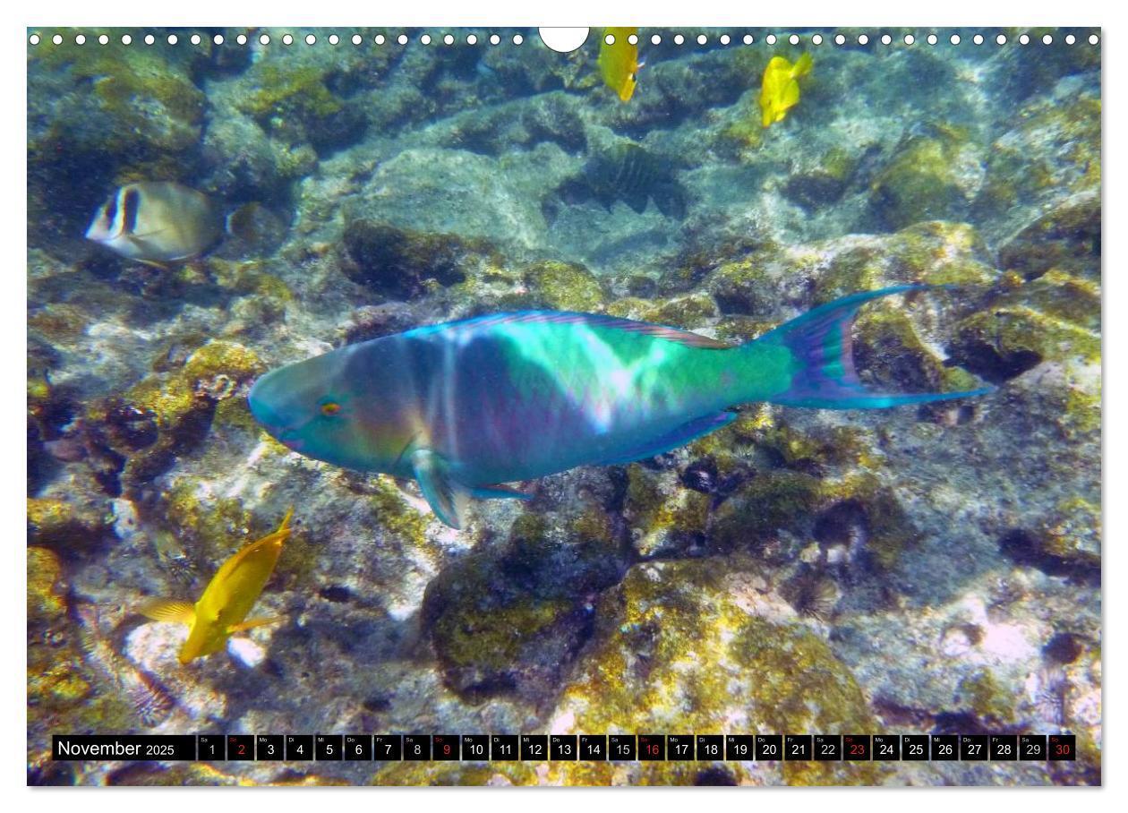 Bild: 9783435717828 | Fische und Meerestiere (Wandkalender 2025 DIN A3 quer), CALVENDO...