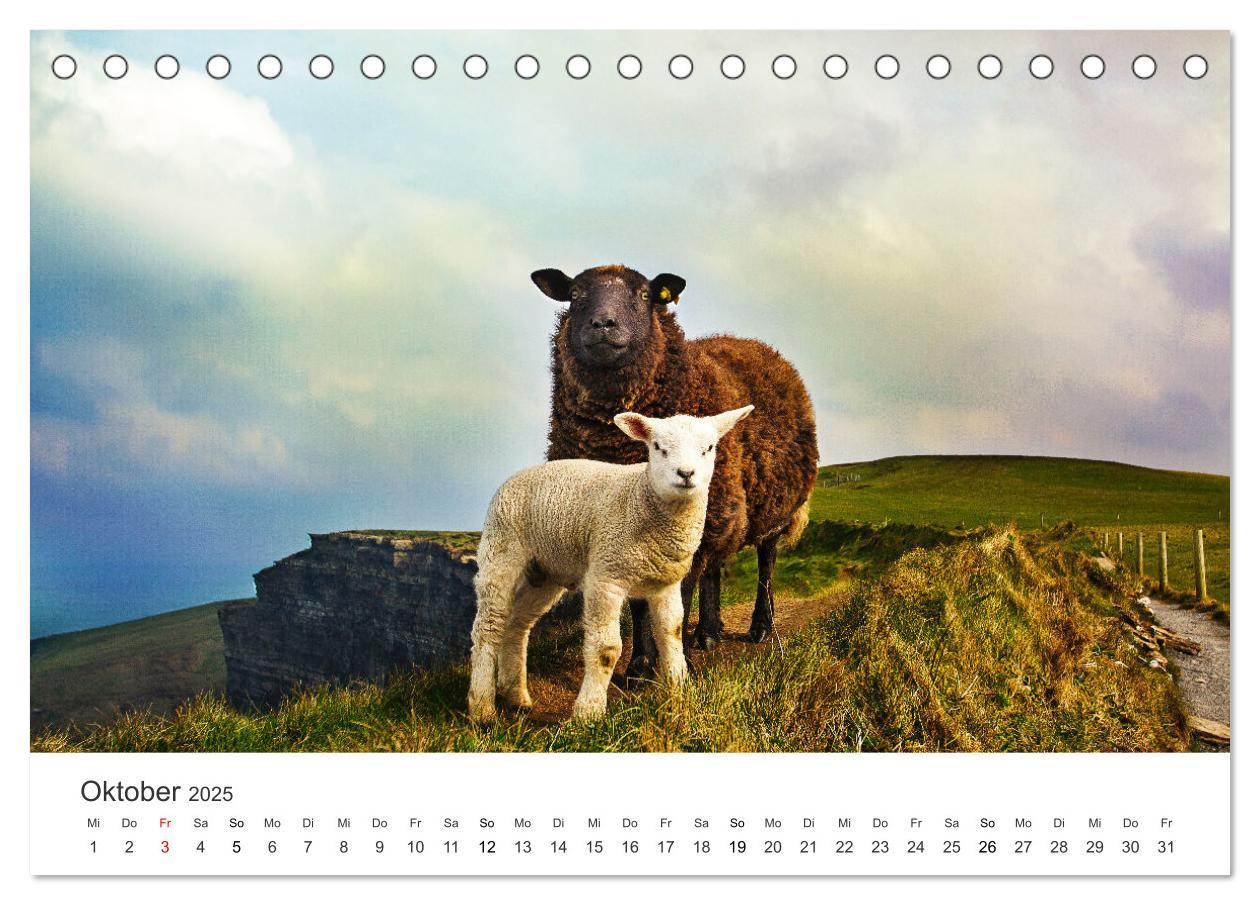 Bild: 9783435071944 | Abenteuerinsel Irland (Tischkalender 2025 DIN A5 quer), CALVENDO...