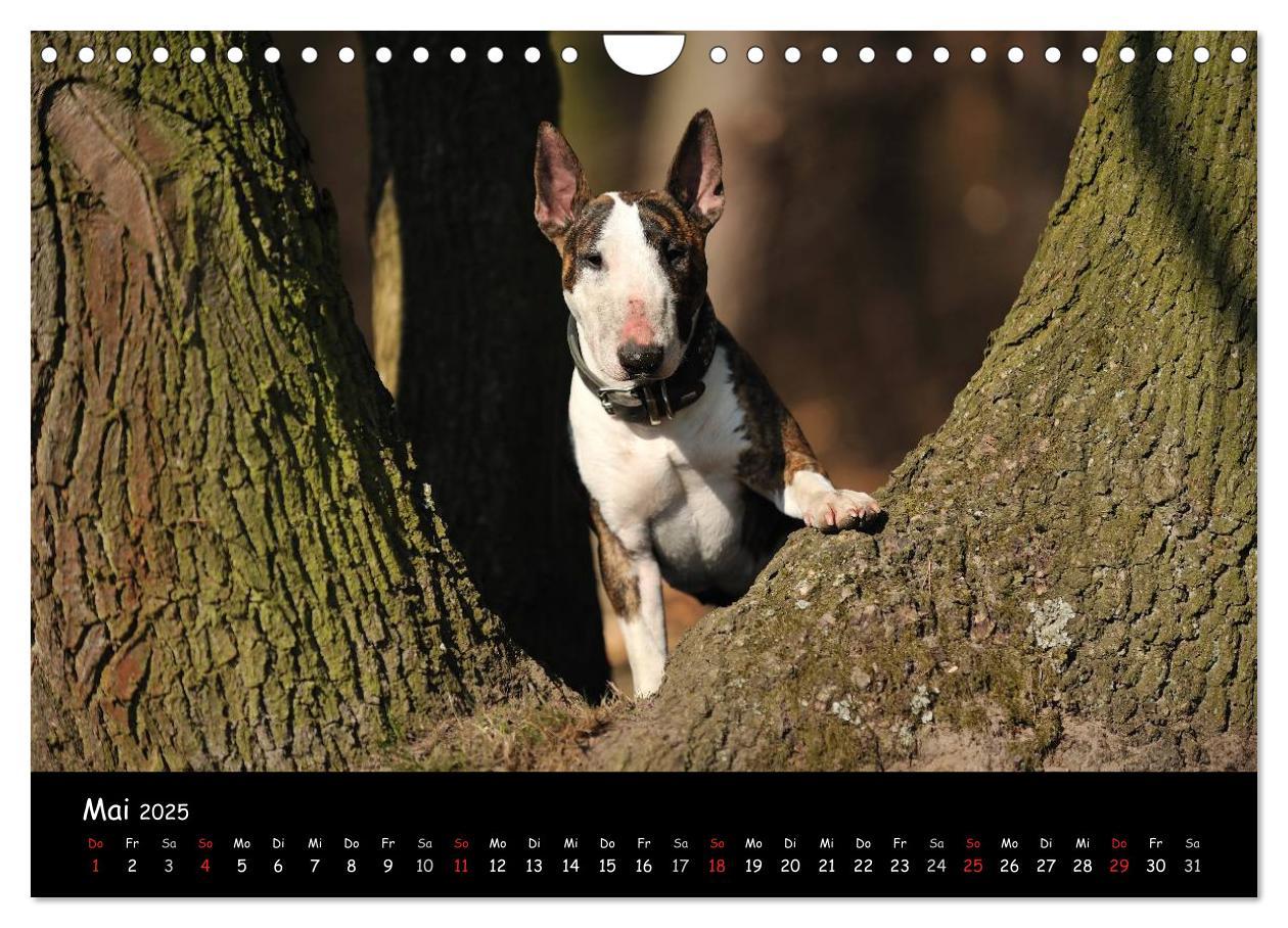 Bild: 9783435587230 | Bullterrier? Was sonst! (Wandkalender 2025 DIN A4 quer), CALVENDO...