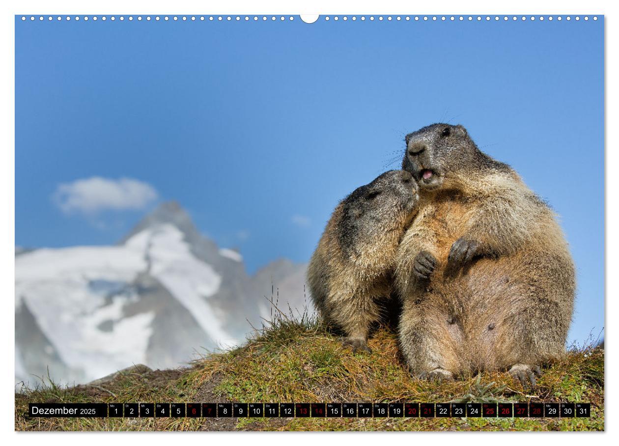 Bild: 9783383921193 | Alpenmurmeltiere - Stars vor der Kamera (Wandkalender 2025 DIN A2...