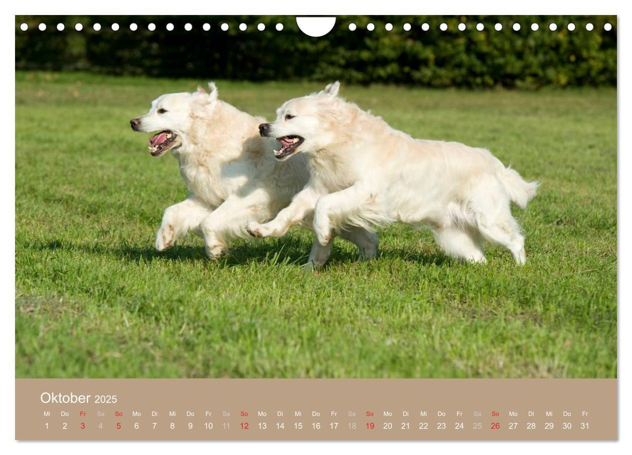 Bild: 9783435744107 | Golden Retriever (Wandkalender 2025 DIN A4 quer), CALVENDO...