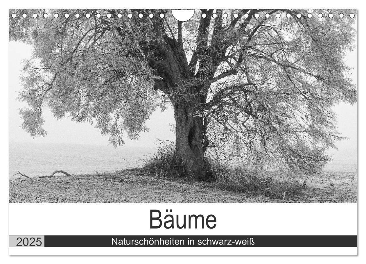 Cover: 9783435660803 | Bäume - Naturschönheiten in schwarz-weiß (Wandkalender 2025 DIN A4...