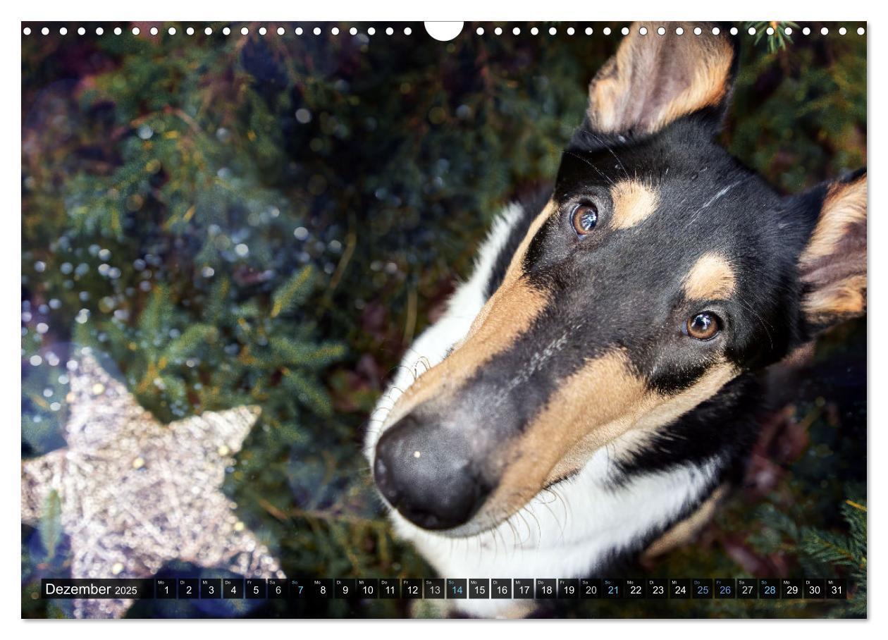 Bild: 9783435580859 | Smooth Collies (Wandkalender 2025 DIN A3 quer), CALVENDO...