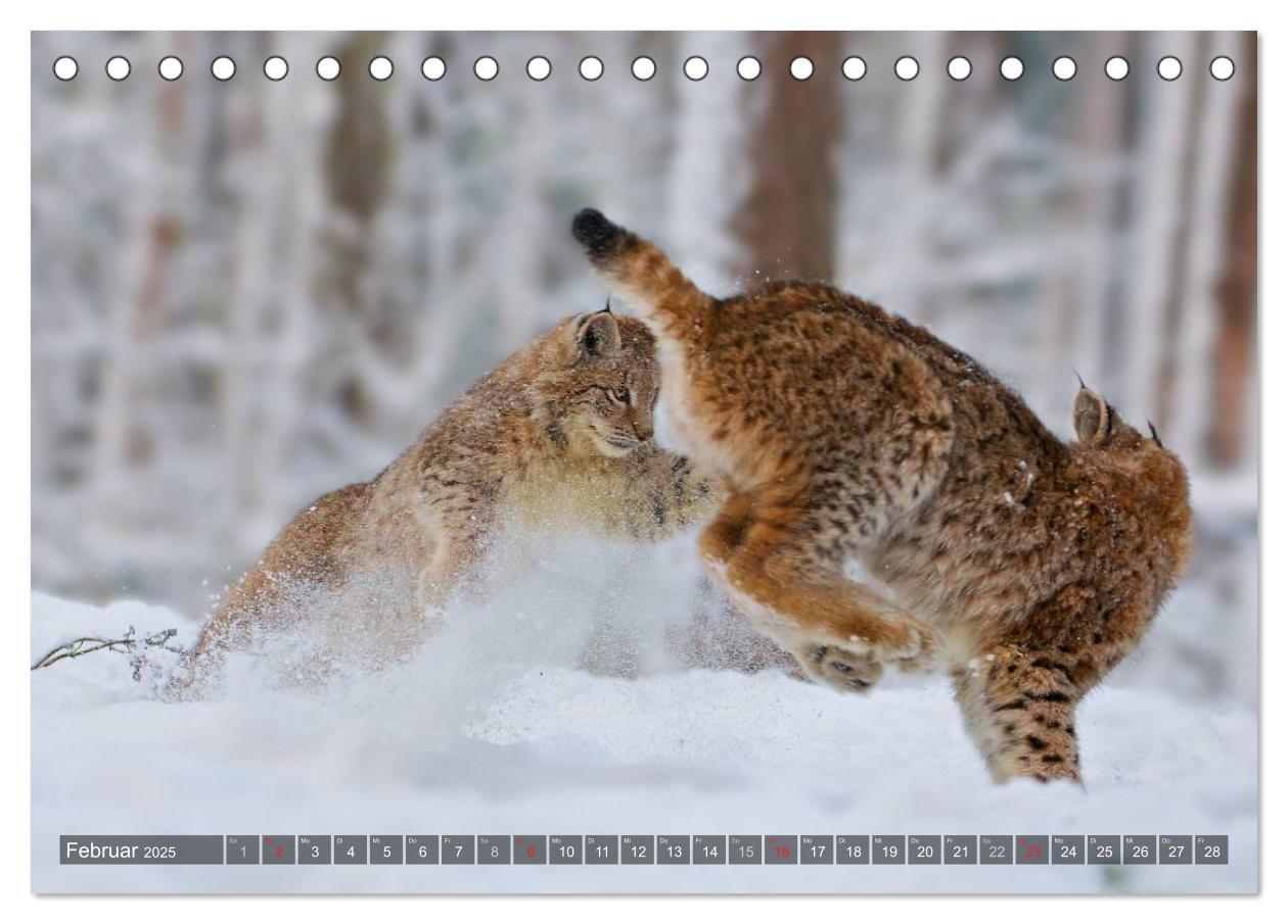 Bild: 9783435687510 | Der Luchs - Dem Pinselohr auf der Spur (Tischkalender 2025 DIN A5...