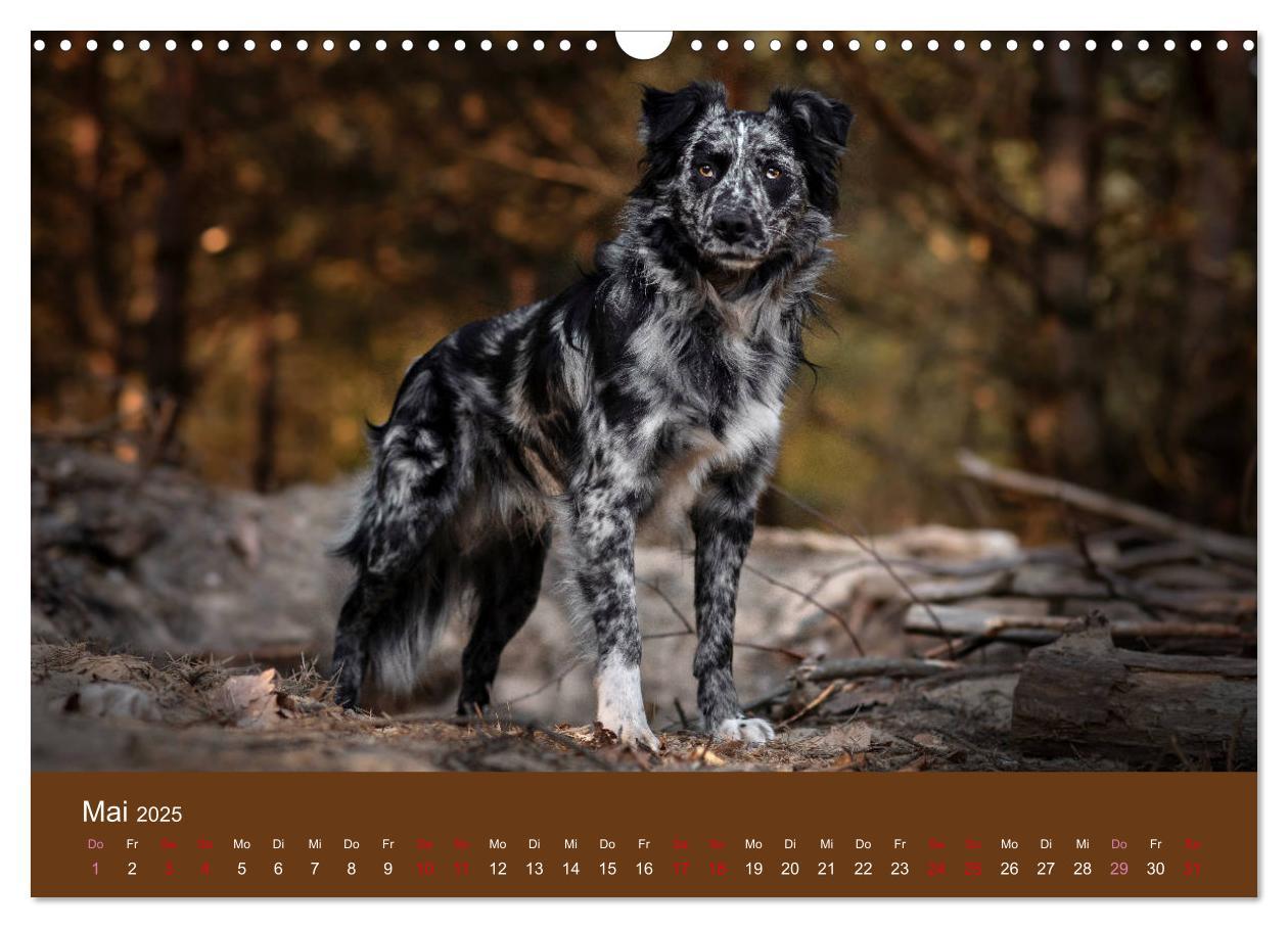 Bild: 9783435233151 | Australian Shepherd - Vielfalt in einer Rasse (Wandkalender 2025...