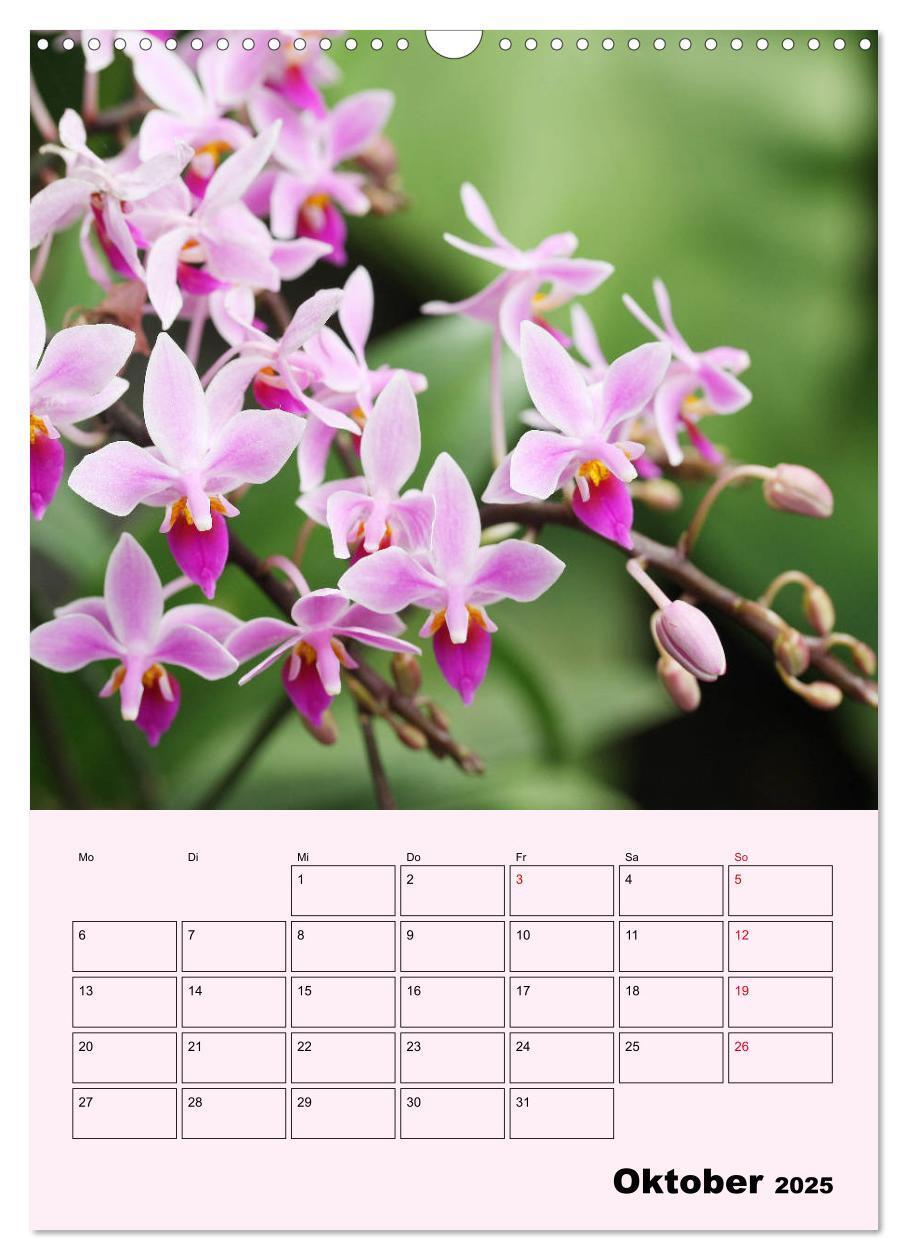 Bild: 9783435970902 | Orchideenliebe (Wandkalender 2025 DIN A3 hoch), CALVENDO...