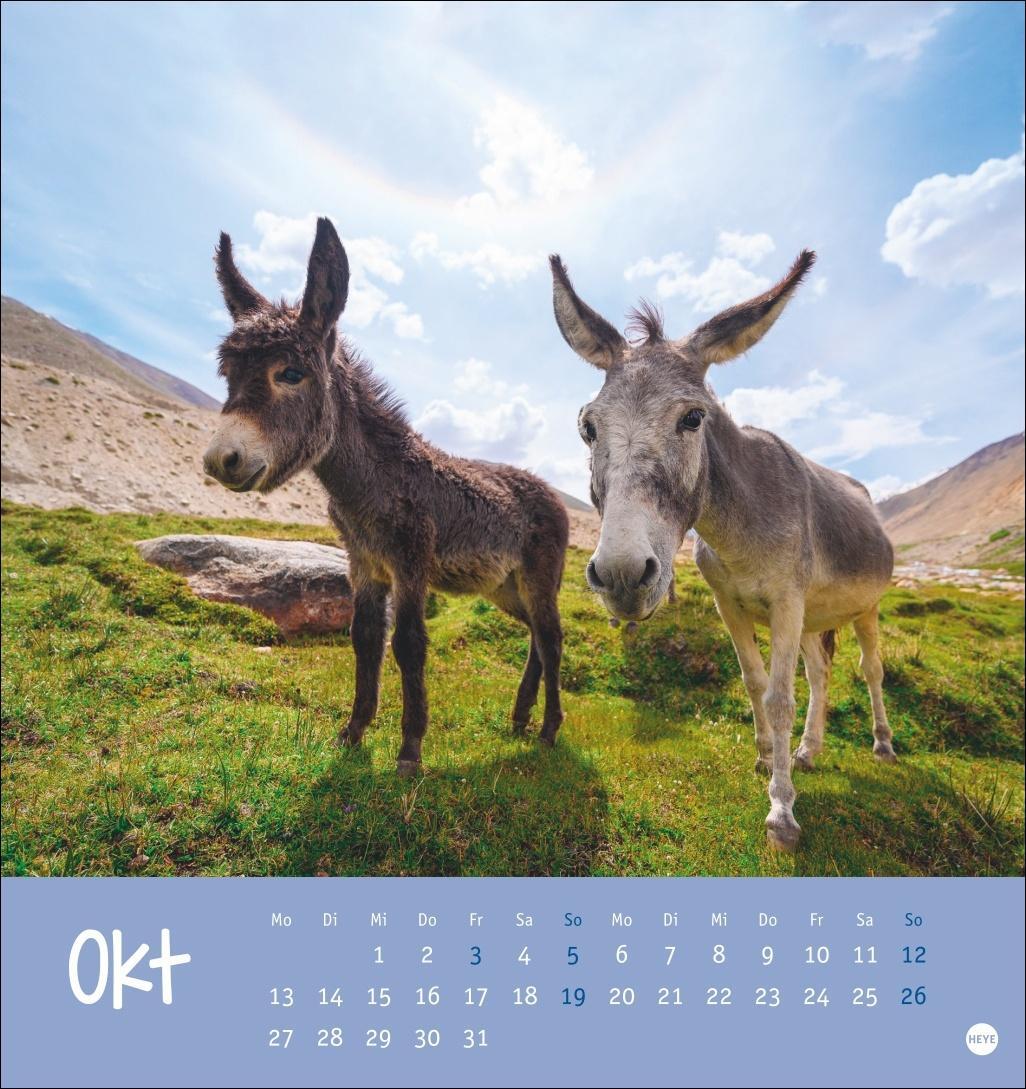 Bild: 9783756407149 | Esel Postkartenkalender 2025 - Von wegen sturer Esel | Heye | Kalender