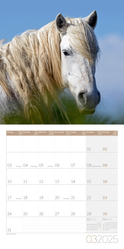 Bild: 9783838445212 | Pferde Kalender 2025 - 30x30 | Ackermann Kunstverlag | Kalender | 2025