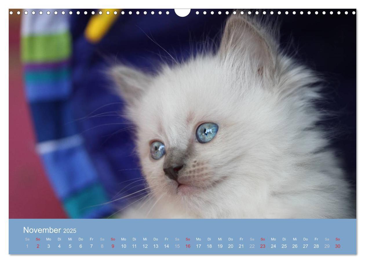 Bild: 9783435745548 | Engel auf 4 Pfoten - Ragdolls 2025 (Wandkalender 2025 DIN A3 quer),...