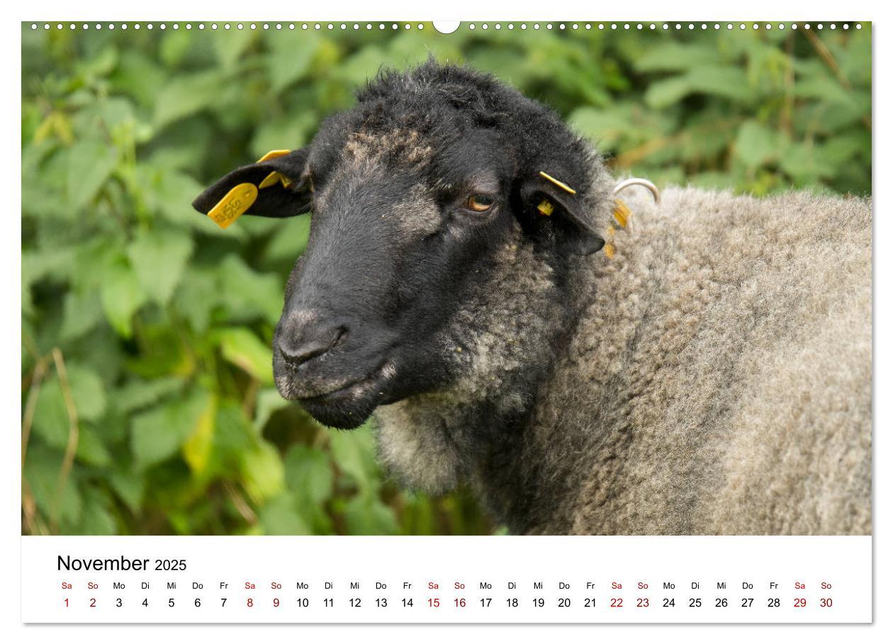 Bild: 9783435348459 | Alte Nutztierrassen 2025 (hochwertiger Premium Wandkalender 2025...