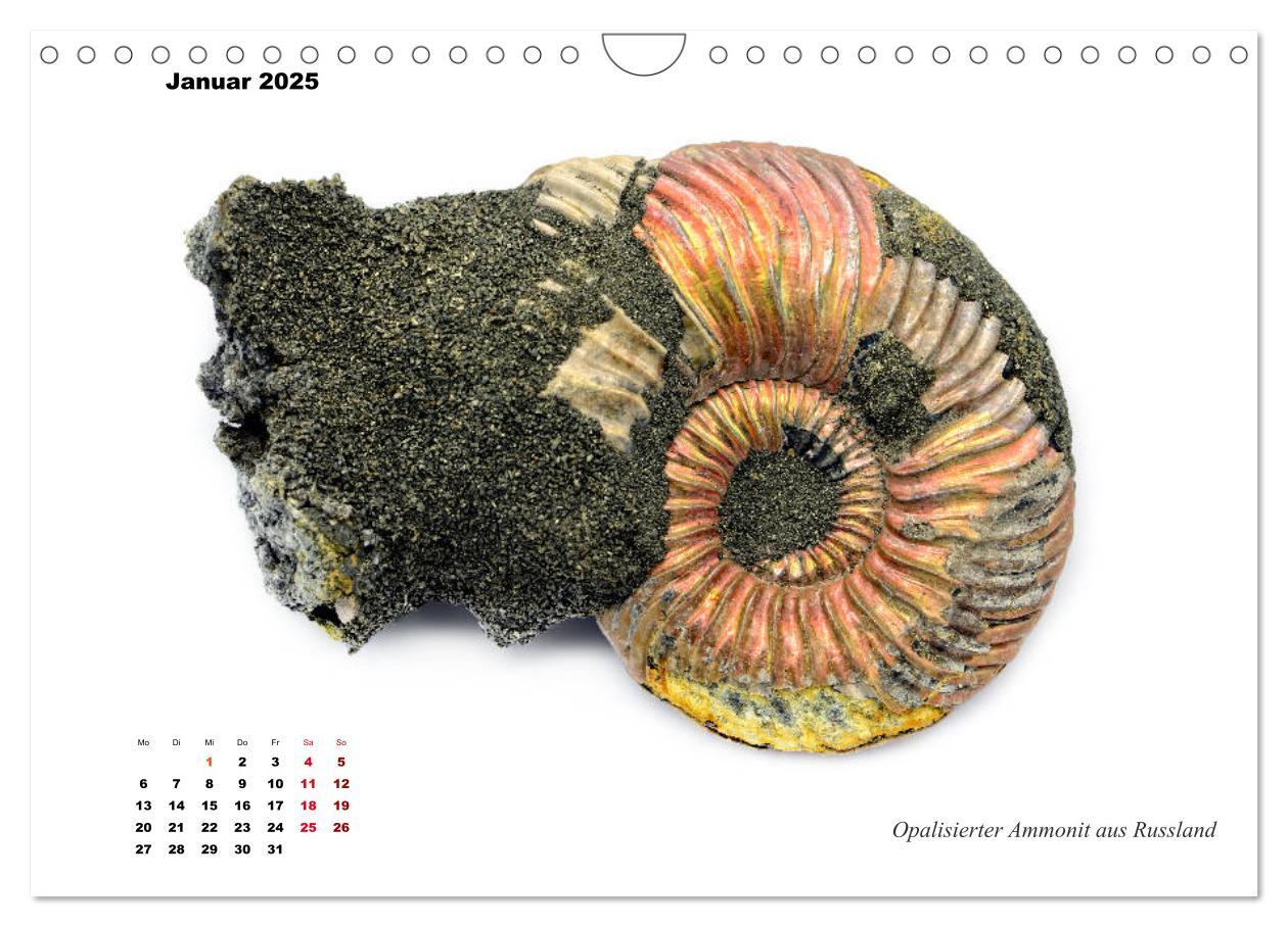 Bild: 9783435254590 | Fossilien - Ammoniten, Trilobiten, Erdgeschichte (Wandkalender 2025...