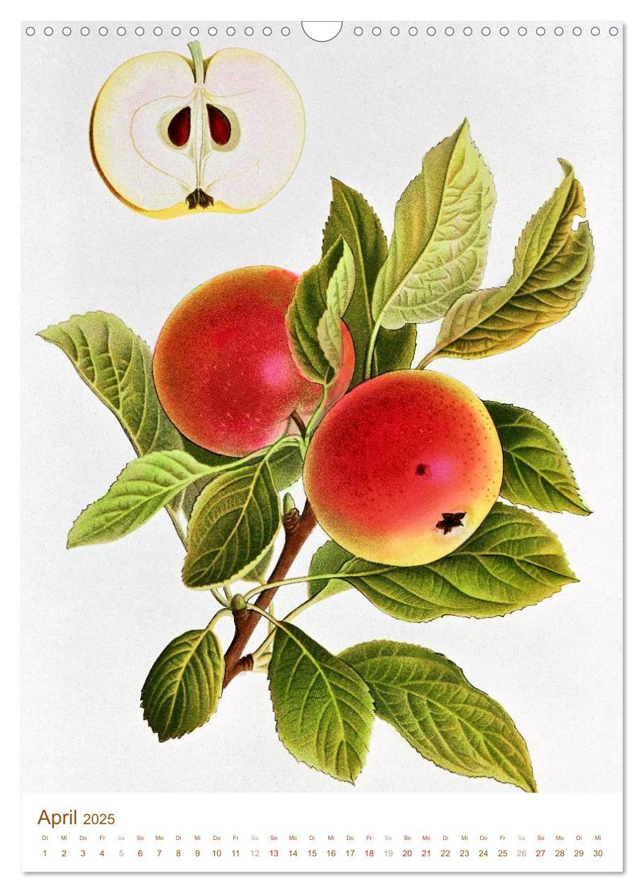 Bild: 9783457046357 | Obstbäume: Botanische Zeichnungen und historische Stiche...