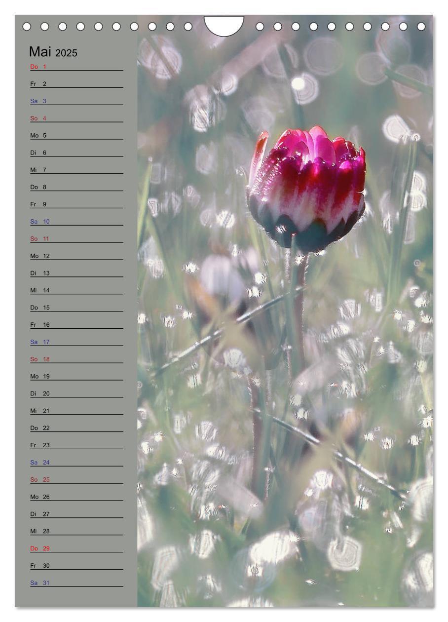 Bild: 9783435936199 | Pastell-Zauber (Wandkalender 2025 DIN A4 hoch), CALVENDO...