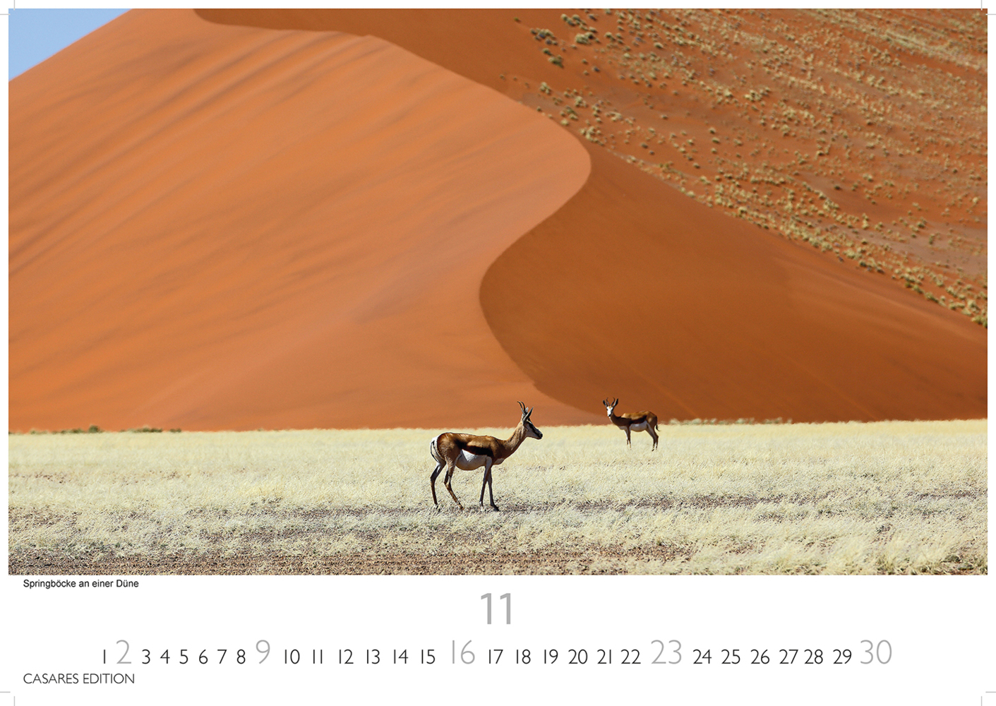 Bild: 9781835240502 | African Wildlife 2025 L 35x50cm | Kalender | 14 S. | Deutsch | 2025