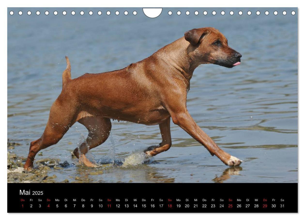 Bild: 9783435760107 | Rhodesian Ridgeback 2025 (Wandkalender 2025 DIN A4 quer), CALVENDO...