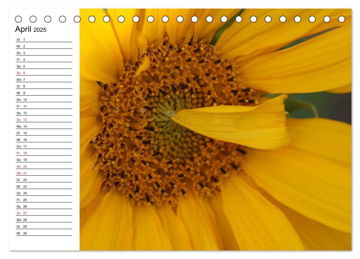 Bild: 9783435537150 | Sonnenblumen Impressionen (Tischkalender 2025 DIN A5 quer),...