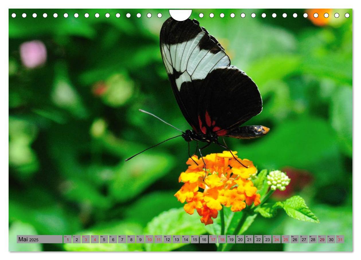 Bild: 9783435812813 | Butterfly's - Schmetterlinge für Zuhause (Wandkalender 2025 DIN A4...