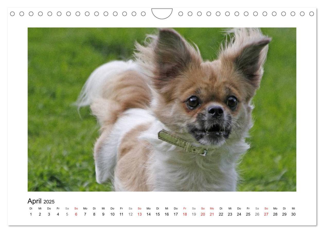 Bild: 9783435681570 | Tibet-Spaniel (Wandkalender 2025 DIN A4 quer), CALVENDO Monatskalender