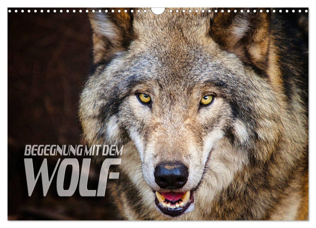 Cover: 9783435263714 | Begegnung mit dem Wolf (Wandkalender 2025 DIN A3 quer), CALVENDO...