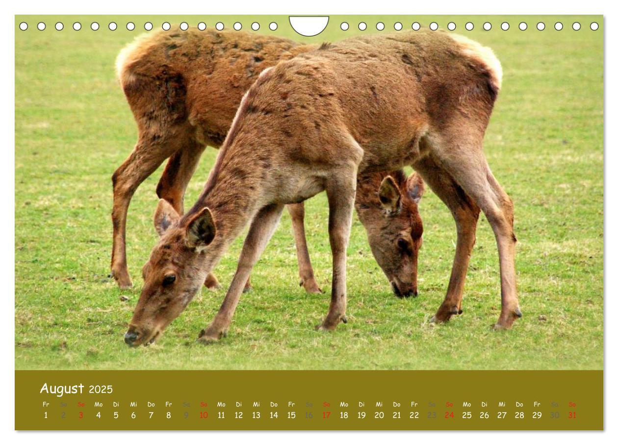 Bild: 9783435635030 | Begegnungen. DER HIRSCH (Wandkalender 2025 DIN A4 quer), CALVENDO...