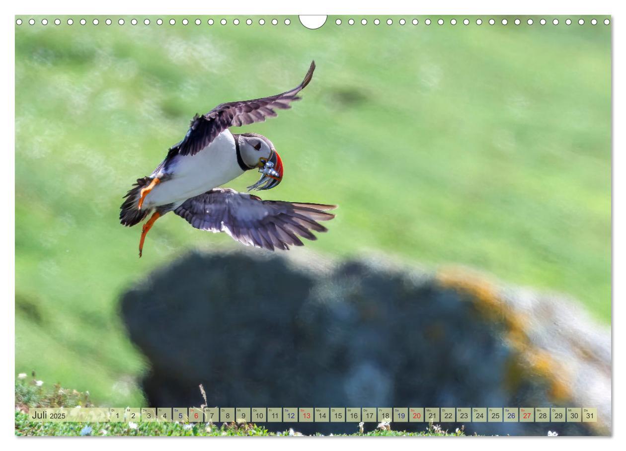 Bild: 9783457194232 | Papageientaucher - Farbenfrohe Flieger der Natur (Wandkalender 2025...