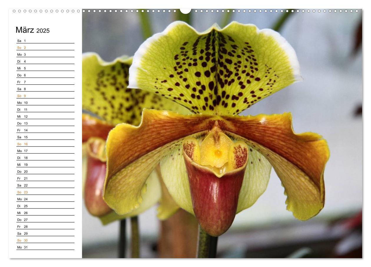 Bild: 9783435532391 | Prachtvolle Orchideen (Wandkalender 2025 DIN A2 quer), CALVENDO...