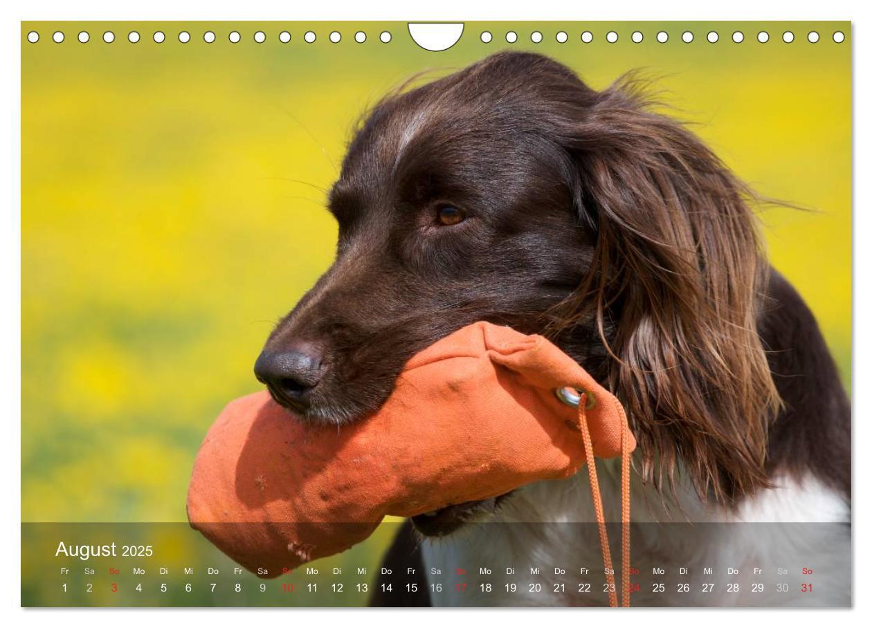 Bild: 9783435633081 | Kleiner Münsterländer Vorstehhund (Wandkalender 2025 DIN A4 quer),...