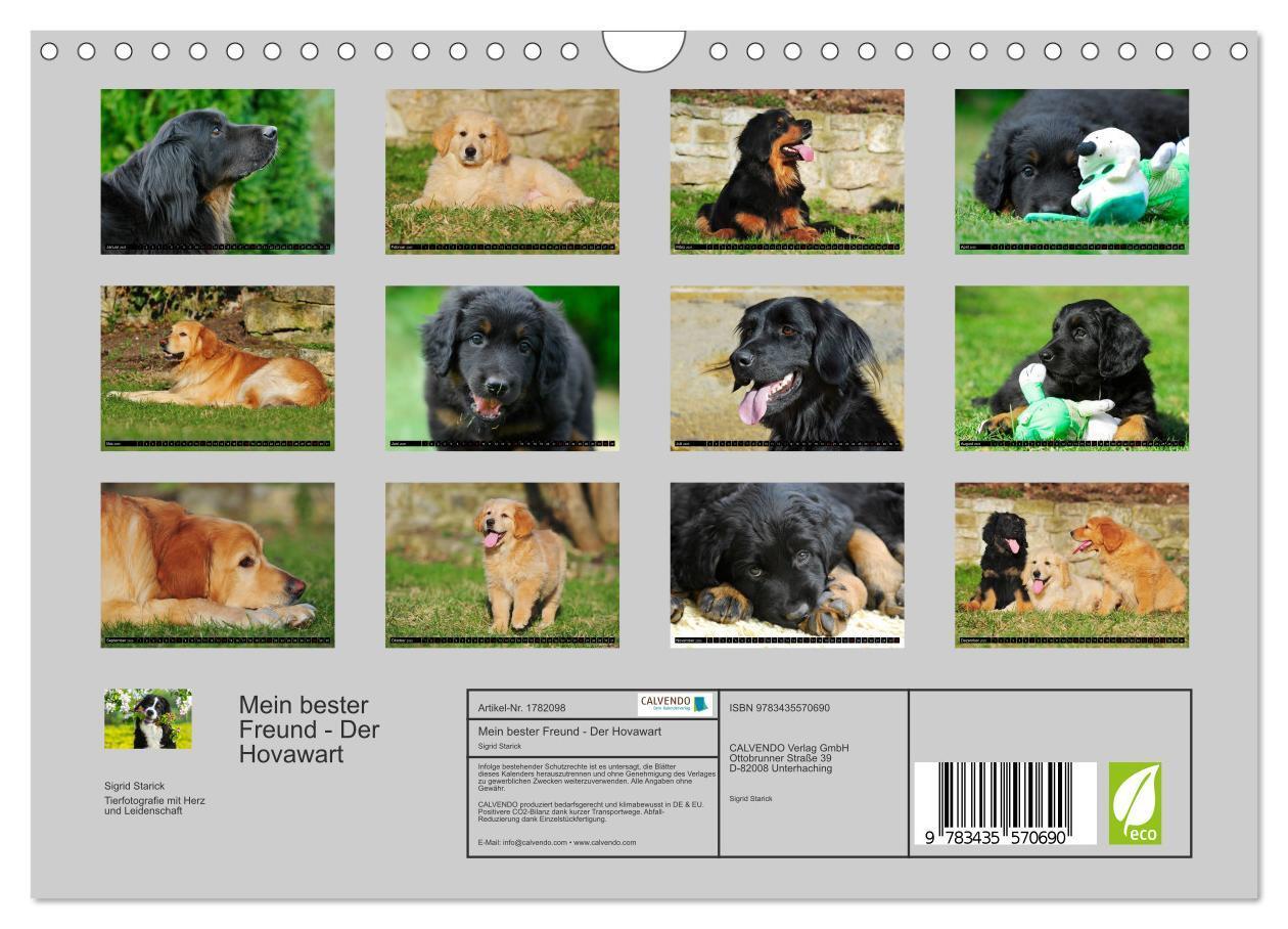 Bild: 9783435570690 | Mein bester Freund - Der Hovawart (Wandkalender 2025 DIN A4 quer),...