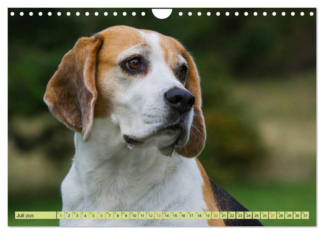 Bild: 9783435575800 | Beagle - Herz auf 4 Pfoten (Wandkalender 2025 DIN A4 quer),...