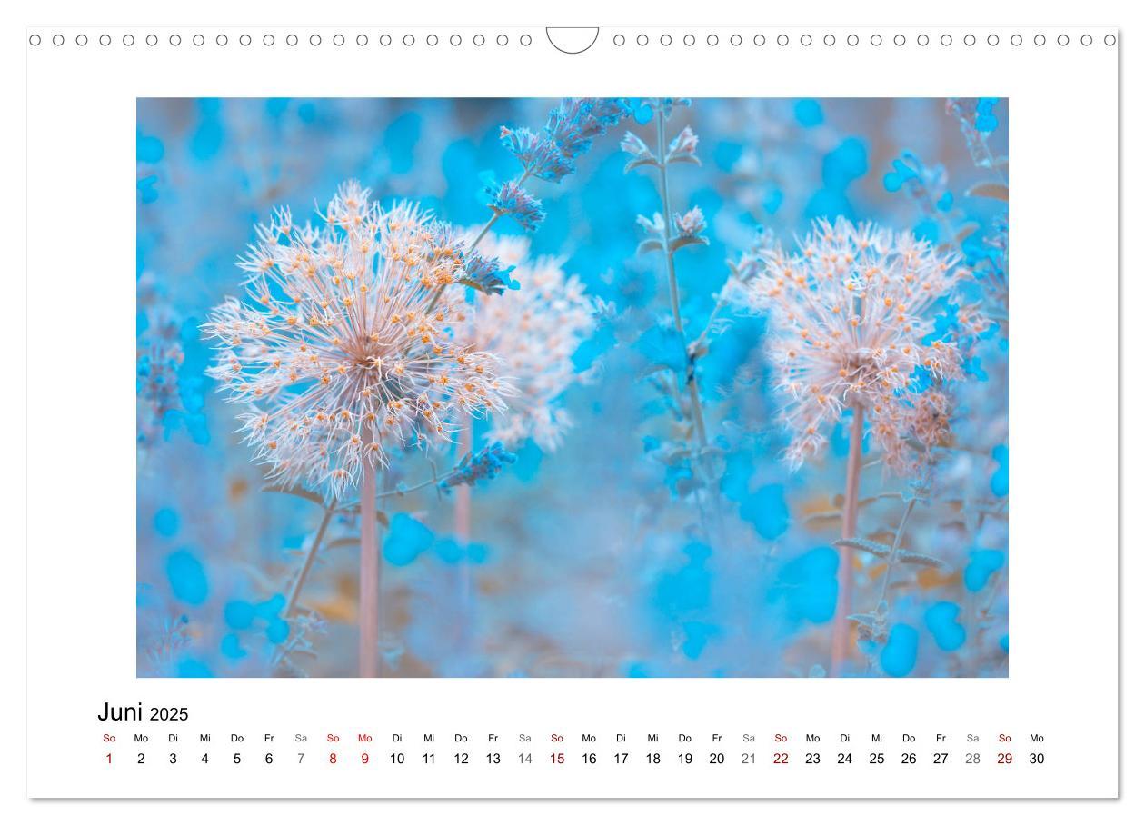 Bild: 9783435300945 | Blauer Blütentraum (Wandkalender 2025 DIN A3 quer), CALVENDO...