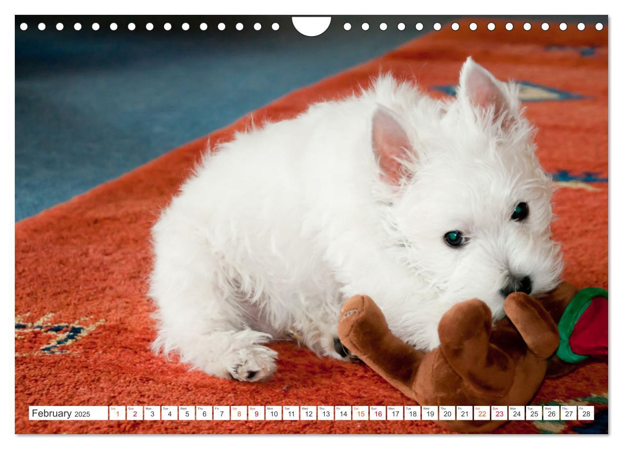 Bild: 9781325930739 | West Highland White Terrier - Your charming companion (Wall...