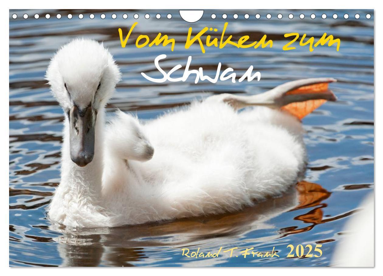 Cover: 9783435651313 | Vom Küken zum Schwan (Wandkalender 2025 DIN A4 quer), CALVENDO...