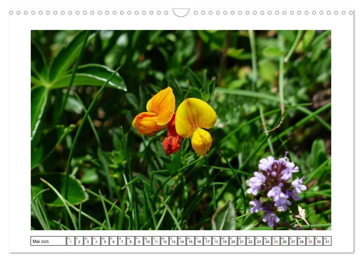 Bild: 9783435599141 | Alpenblumen. Bunte Welt in luftiger Höhe (Wandkalender 2025 DIN A3...