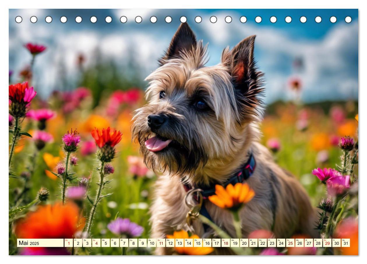 Bild: 9783435420742 | Cairn Terrier - lustiges Raubein aus Schottland (Tischkalender 2025...