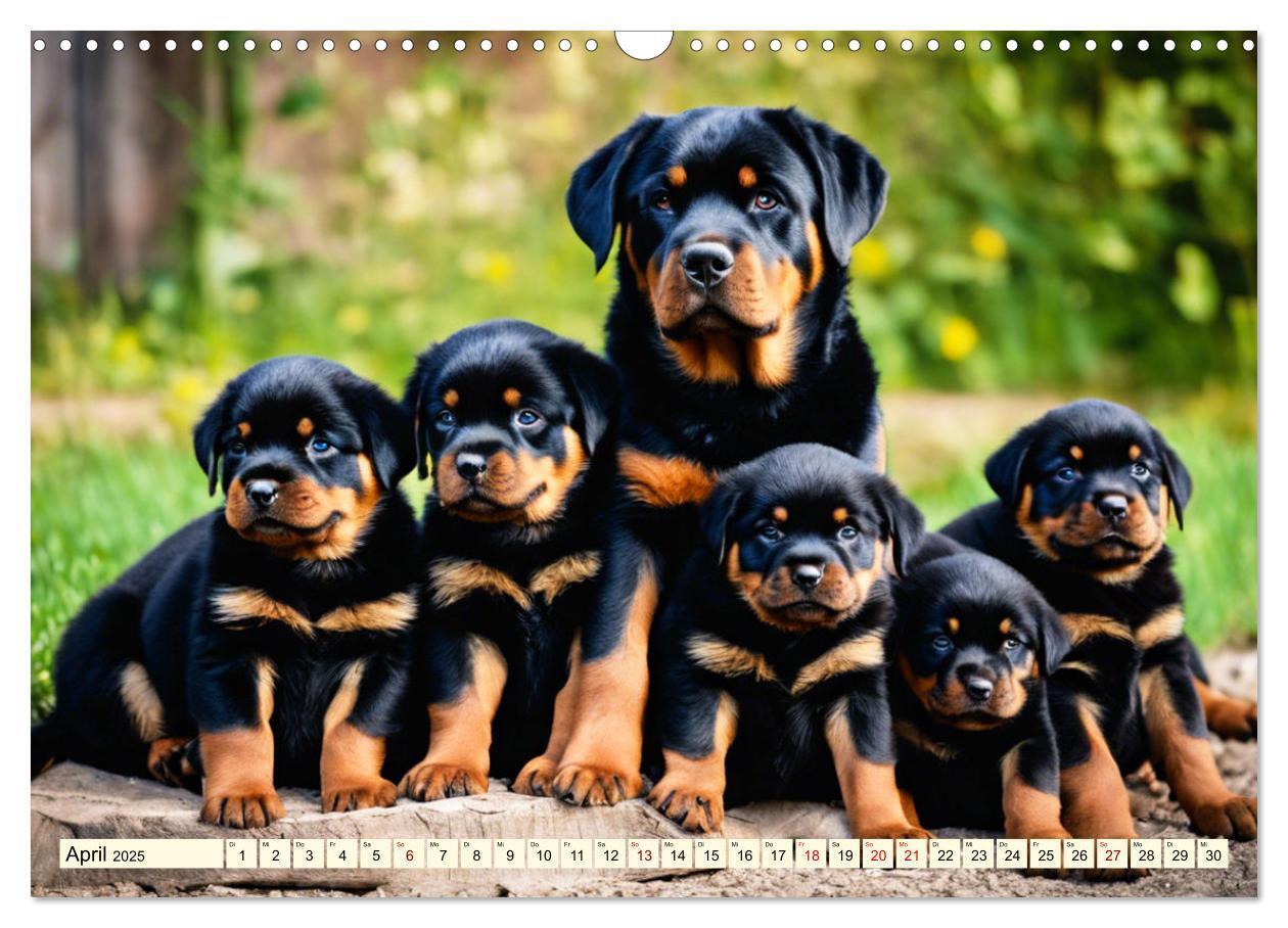 Bild: 9783457128688 | Rottweiler - die Beschützer (Wandkalender 2025 DIN A3 quer),...