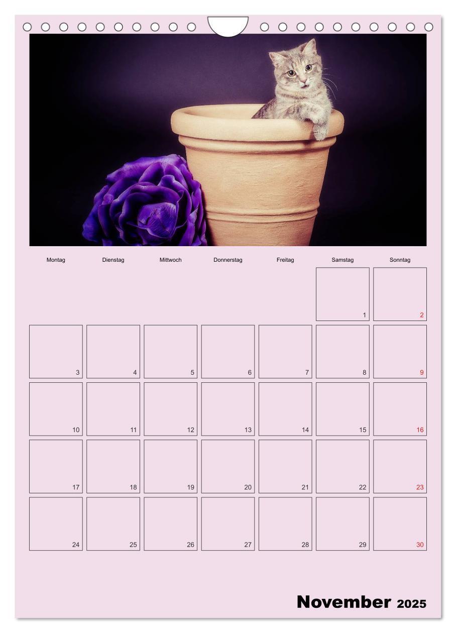 Bild: 9783457060391 | Mit Katzen durchs Jahr / Planer (Wandkalender 2025 DIN A4 hoch),...