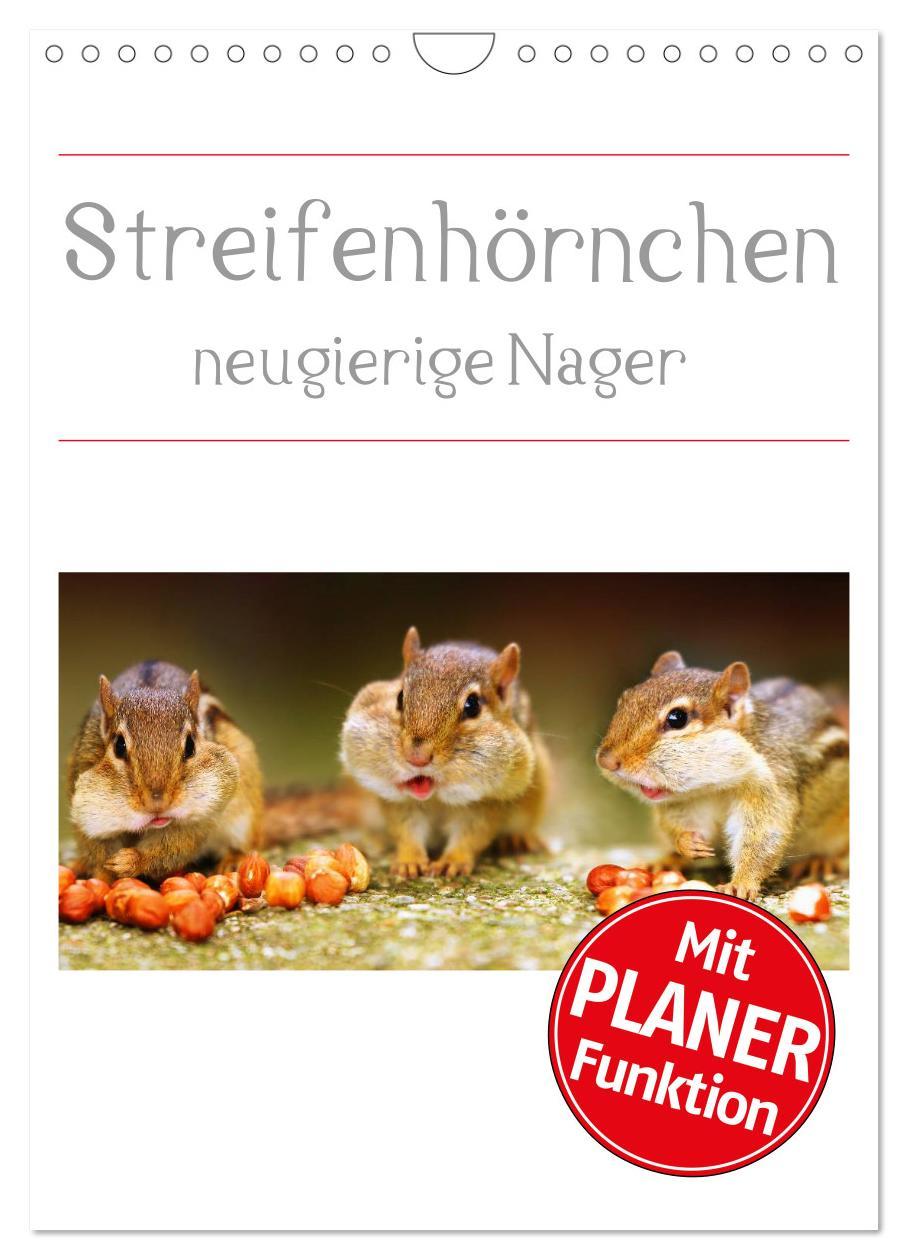 Cover: 9783457026670 | Streifenhörnchen - neugierige Nager (Wandkalender 2025 DIN A4...