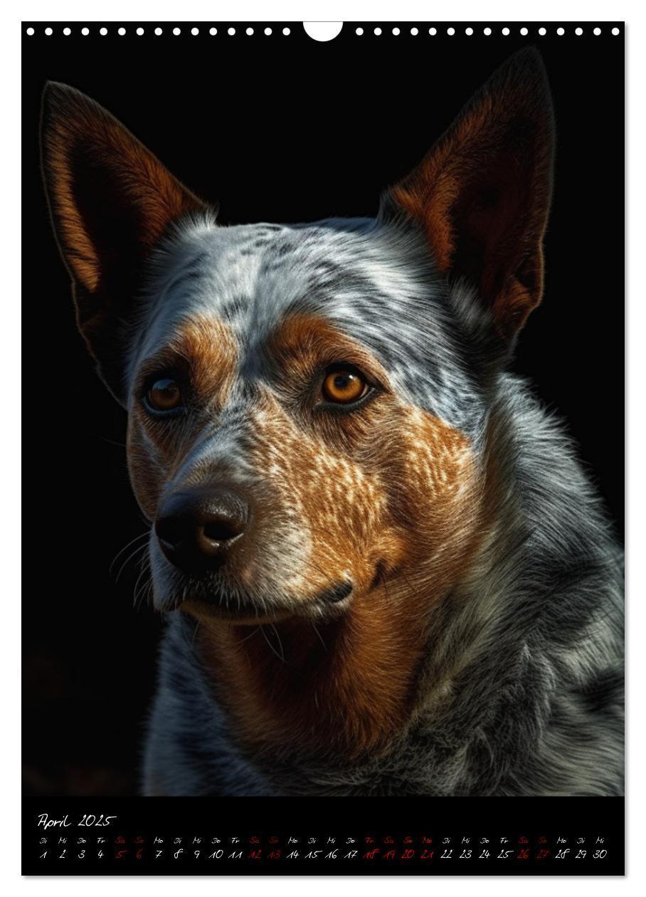 Bild: 9783435877072 | Australian Cattle Dogs (Wandkalender 2025 DIN A3 hoch), CALVENDO...