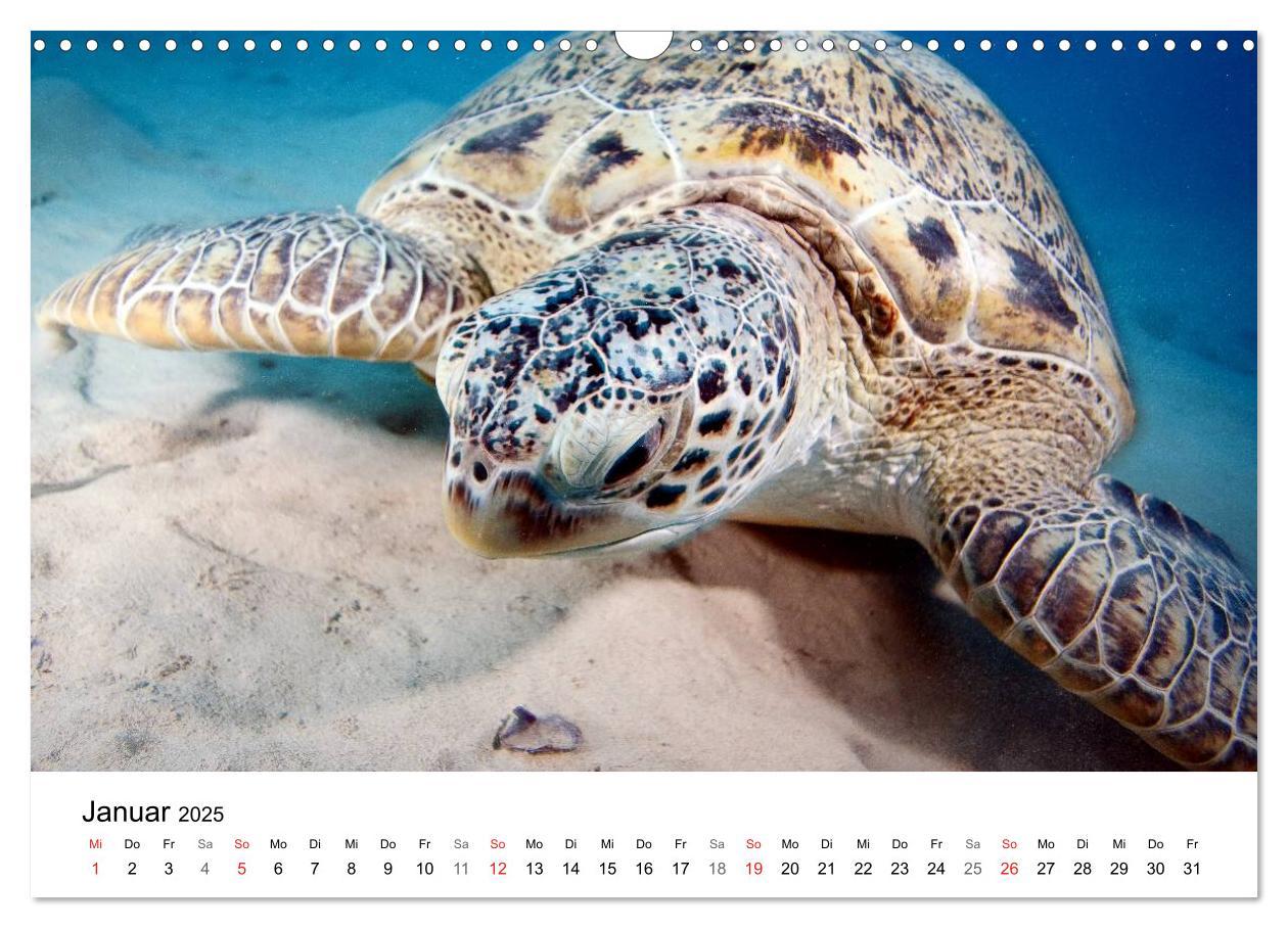 Bild: 9783435615469 | Highlights aus dem Meer - Tauchkalender (Wandkalender 2025 DIN A3...